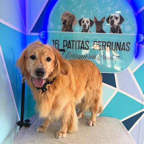16 Patitas Perrunas en Granada