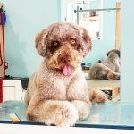 4 Huellas – Peluquería Canina en Astillero