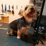 4Patas – Peluquería Canina en Tolosa