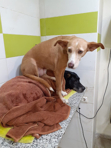4Pates Peluquería Canina en Valencia