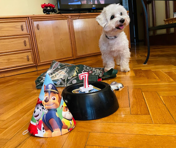 Abañar!! Zen Dog Peluquería Canina En Zaragoza en Zaragoza