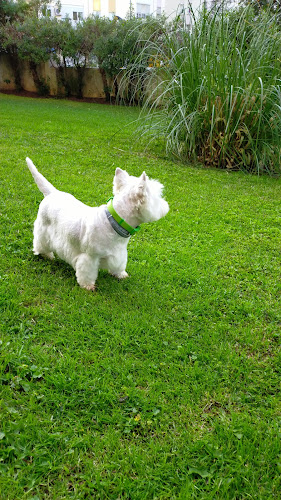 Academía De Peluquería Canina Sos Animal en Málaga