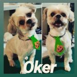 Acuican -Rioja- – Peluquería Canina en Vitoria-gasteiz