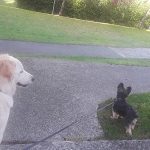 Adiestrador Pamplona Maria – Peluquería Canina en Pamplona