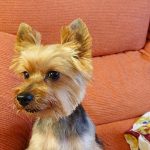 Adizki – Peluquería Canina en Irun