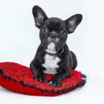 Agronatura Reus Zona Centro – Peluquería Canina en Reus