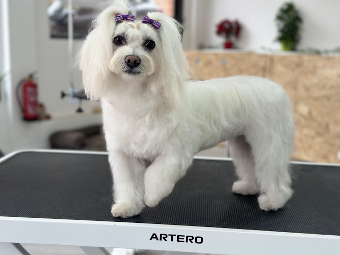 Aida Garcia Estilista Canina en Tarragona