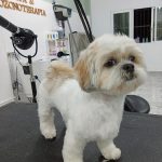 Aina Mas – Peluquería Canina en Binissalem