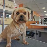 Alba. Centro De Estética Y Bienestar Animal – Peluquería Canina en Palma