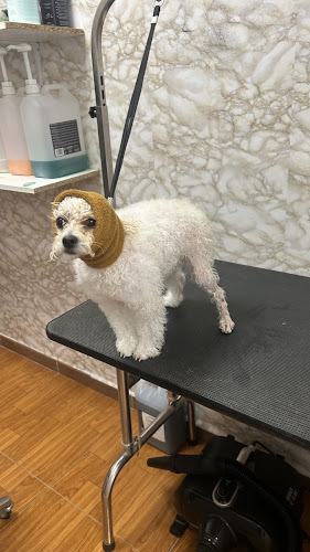 Alberto Buitrago Peluquería Canina en Ciudad Real