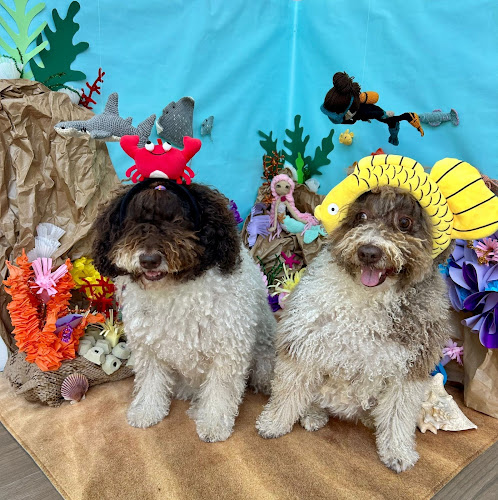 Alejandra Jiménez Peluquería Canina en Sevilla