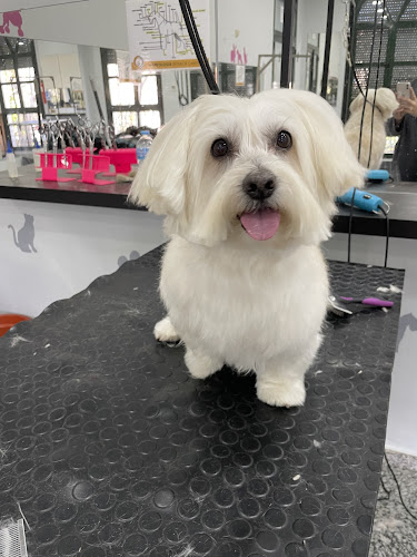 Alejandra Peluquería Canina en Sevilla