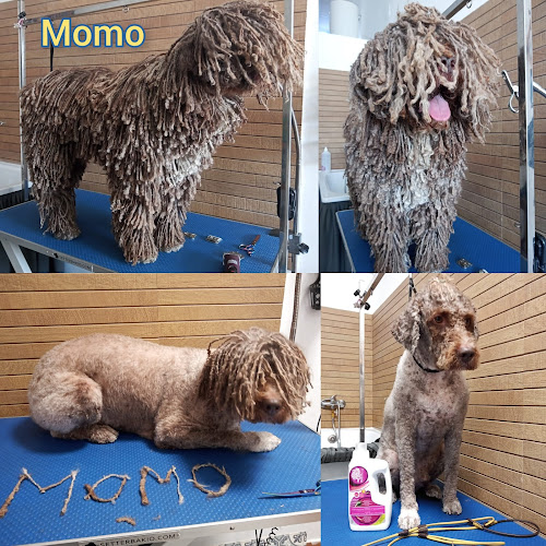 Ali Pintiado Estilista Canina en Huelva