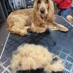 Alicia López Estilistas Caninos – Peluquería Canina en Castellón De La Plana