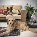 Alojamiento Y Guardería Canina Familiar – Peluquería Canina en Quer