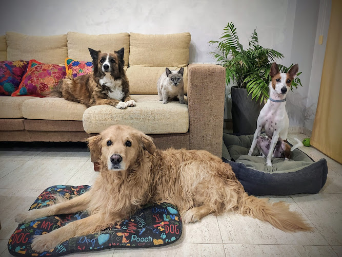 Alojamiento Y Guardería Canina Familiar en Guadalajara