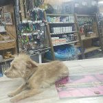 Amaita Mascotas – Peluquería Canina en Irun