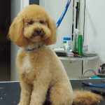 Amigossos Peluqueria Mascotas – Peluquería Canina en Castellón De La Plana
