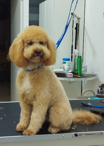 Amigossos Peluqueria Mascotas en Castellón