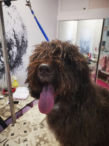 Amor Perruno en Zaragoza