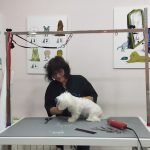 Amores Golfos – Peluquería Canina en Logroño