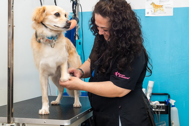 Amoriños Peluquería & Spa Canino Felino en Pontevedra