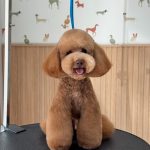 Andrea Dogs – Peluquería Canina en Alcalá De Henares