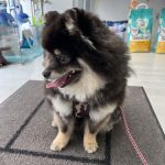 Animal Dreams – Peluquería Canina en Palma