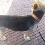 Animaladas Peluqueria Canina-Felina – Peluquería Canina en Sant Joan D'alacant