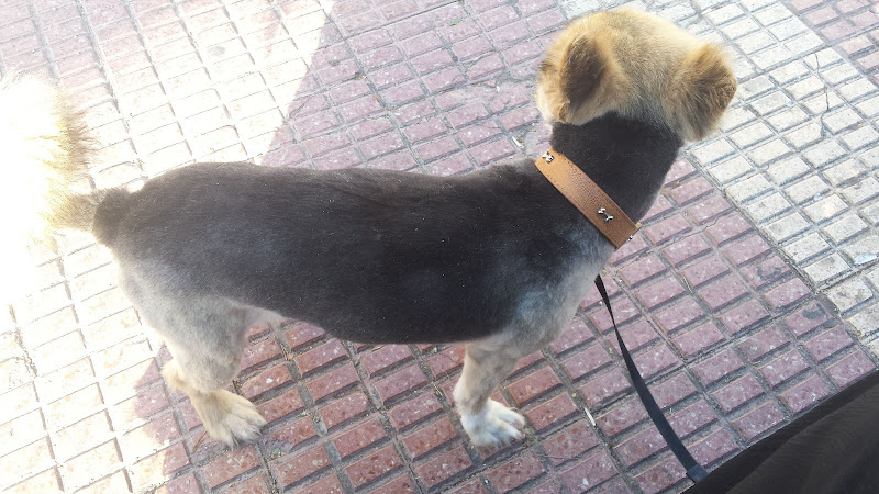 Animaladas Peluqueria Canina-Felina en Alicante