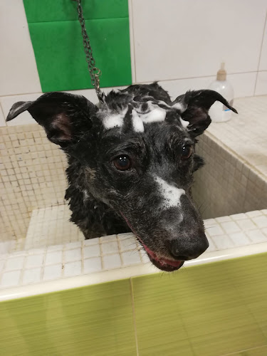 Animalades Gracia en Barcelona