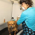 Animalclinic Veterinario – Peluquería Canina en Majadahonda
