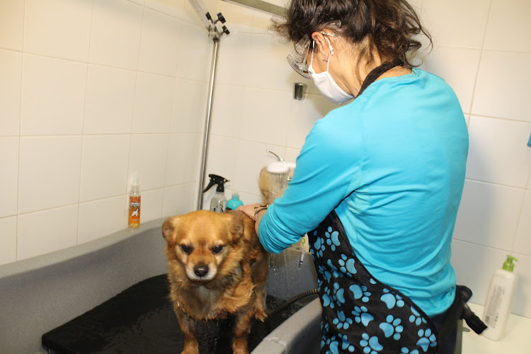 Animalclinic Veterinario en Madrid