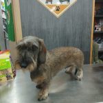 Animalia Santander – Peluquería Canina en Santander