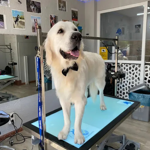 Animals Peluquería Canina Y Felina En Alicante en Alicante