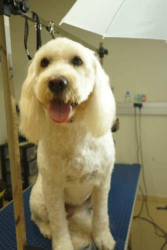 Animarket Tienda De Productos Para Mascotas en Barcelona