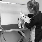 Ankawa Peluquería Canina Y Pajareria – Peluquería Canina en Palma