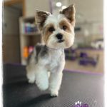 Annator Estética Y Peluquería Canina – Peluquería Canina en Donostia-san Sebastian