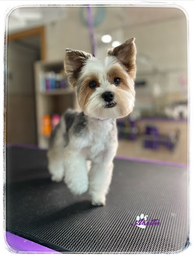 Annator Estética Y Peluquería Canina en Gipuzkoa