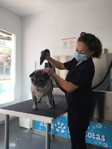 Aquamascotas, Peluquería Canina en Balearic Islands