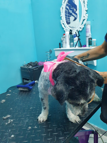 Aquazul Peluquería Canina en Alicante