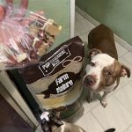 Arcualia – Peluquería Canina en Santander