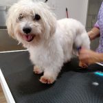 Art-Cans – Peluquería Canina en Manacor