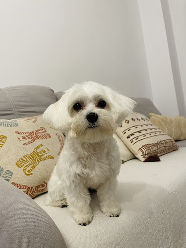 Art Gos en Barcelona