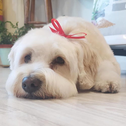 Arte Canino Ávila en Ávila