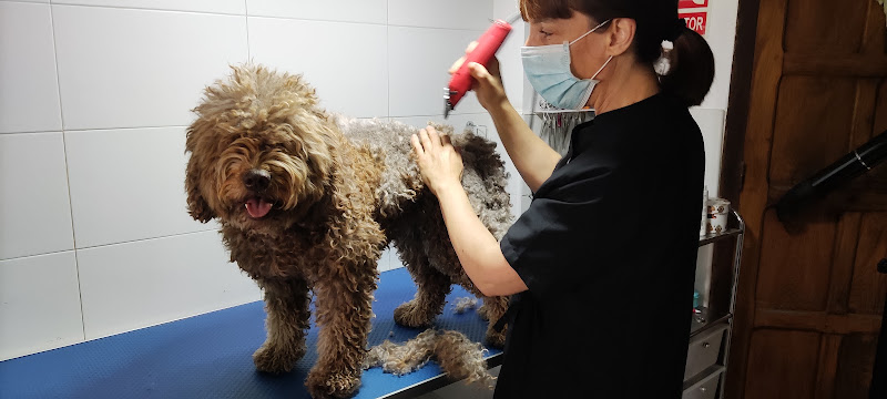 Asturalia Peluqueria Canina en Asturias