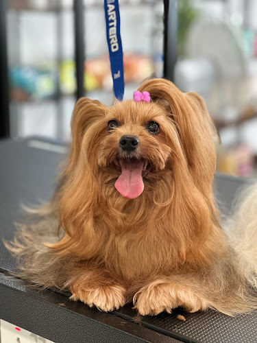 Aukan Peluqueria Canina en Barcelona