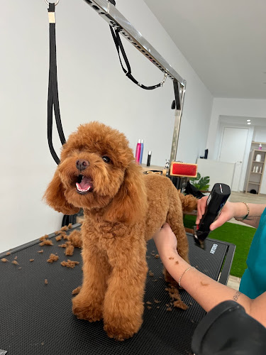 Autolavado De Mascotas Inoa Dogs en Barcelona