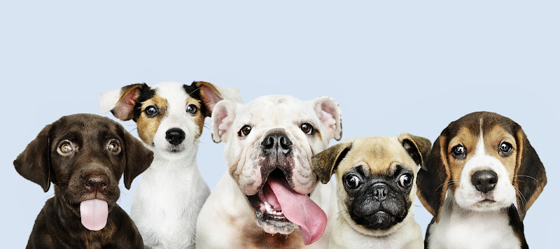 Autolavado Mascotas I Love Dog Wash en Las Palmas De Gran Canaria