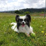 Azucena San Pedro – Peluquería Canina en Avilés